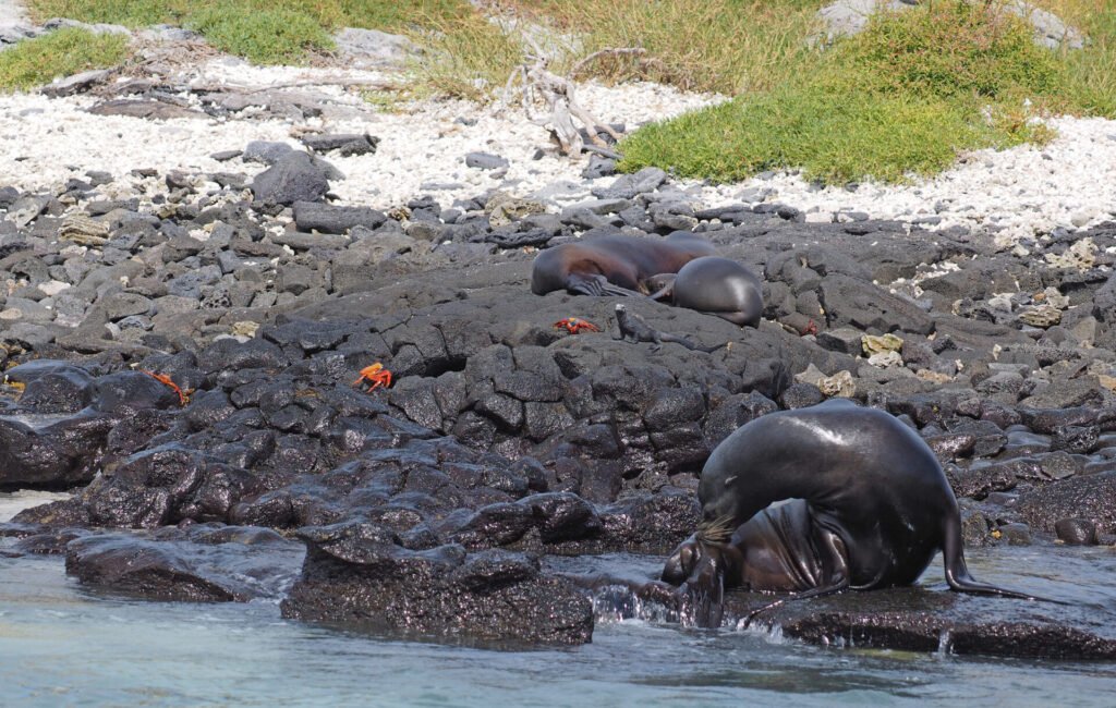 Cousins Rock, Galapagos