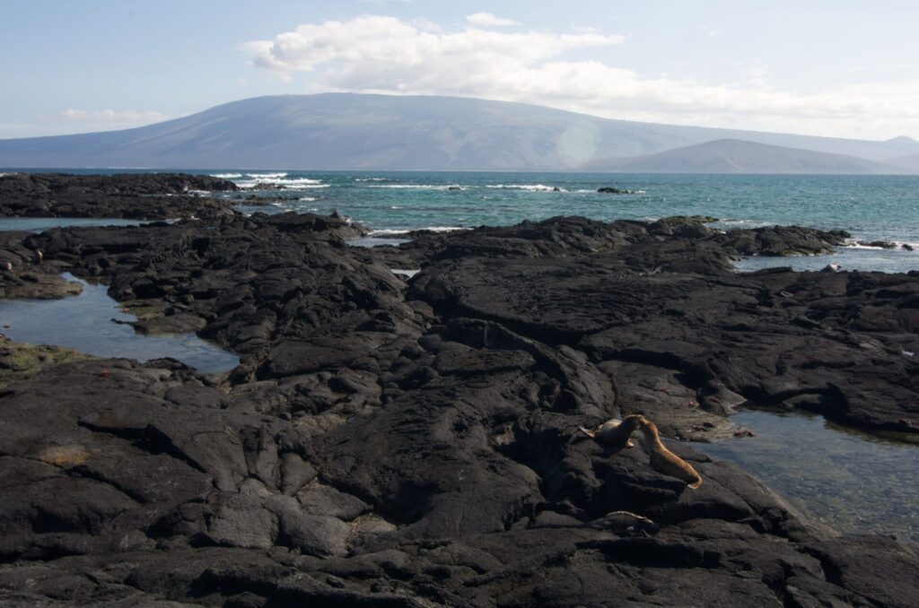 Punta Espinosa, Galapagos