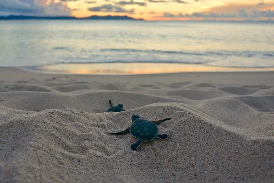 Baby turtles at Flamenco beach, Puerto Rico