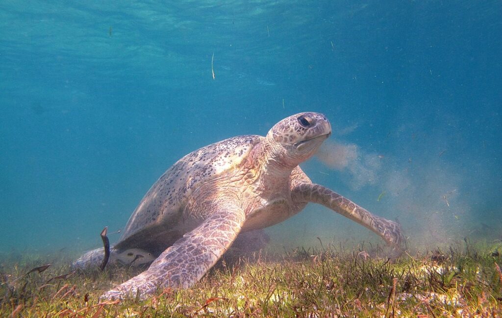 Green sea turtle eating sea grass