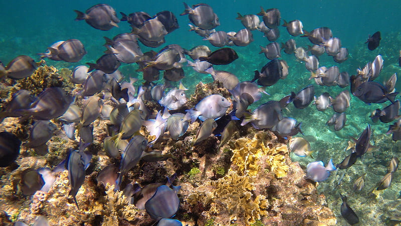 Roatan Snorkeling: Half Moon Bay