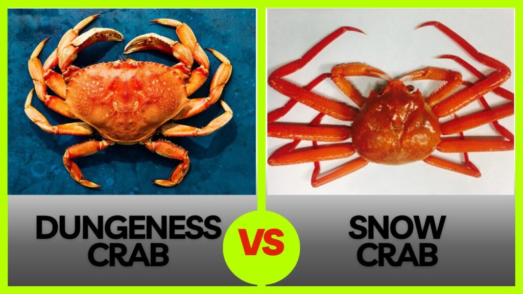 Dungeness Vs Snow Crab A Clash of the Crabs [2024]