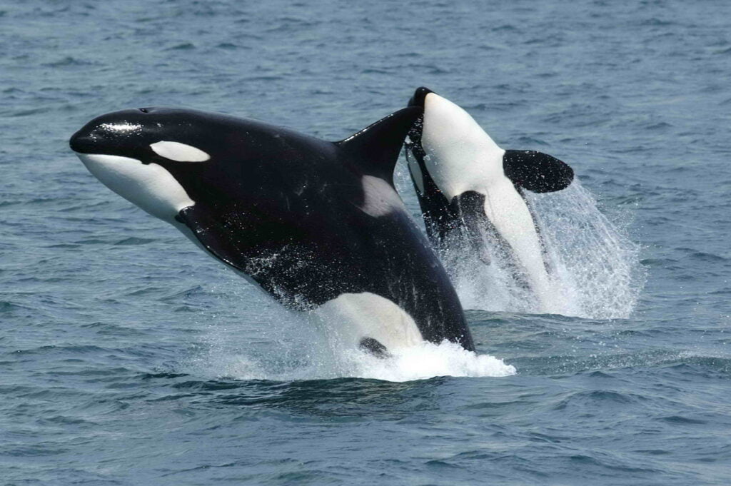 Orca Whales Florida