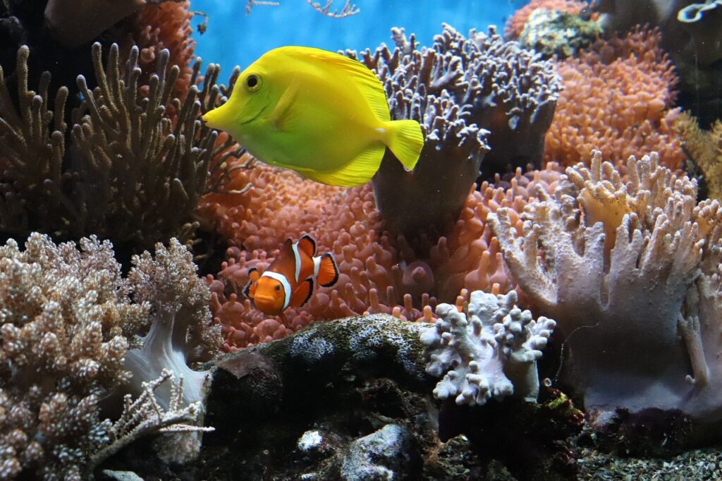 Why Do Coral Reefs Have High Biodiversity? The Best Study