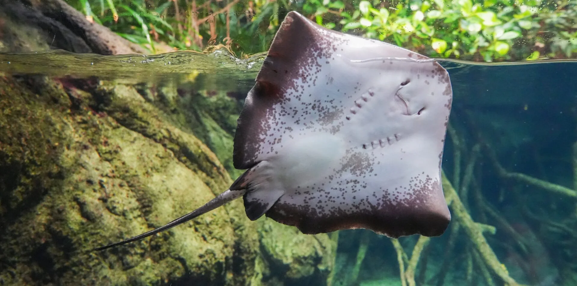swim with Manta Rays