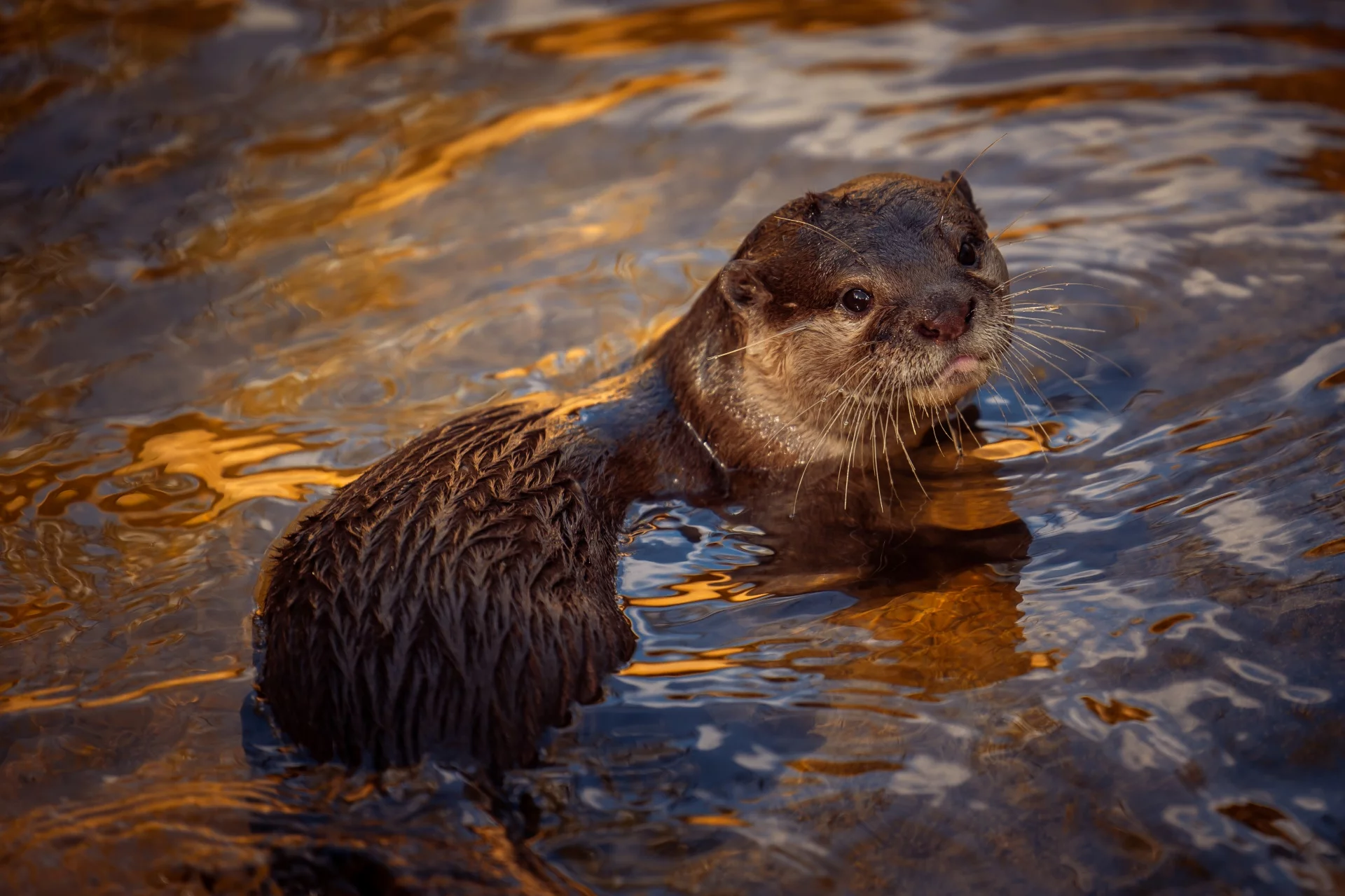 swim with otters