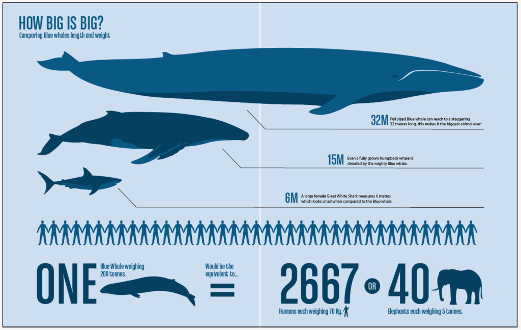 whale size comparison