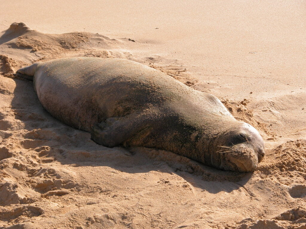 Hawaii Monk Seal