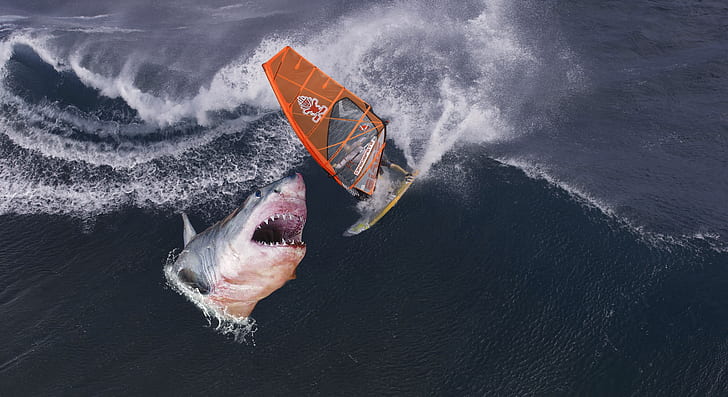 Tiger Shark Vs Great White | Attacks on Human