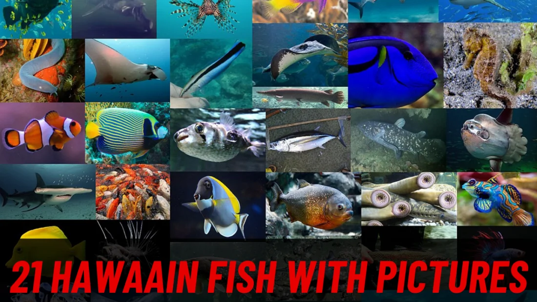 21 Hawaain Fish with Pictures