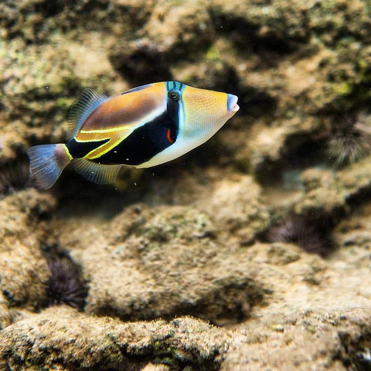 Reef Triggerfish 