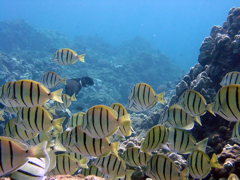 Convict Tang