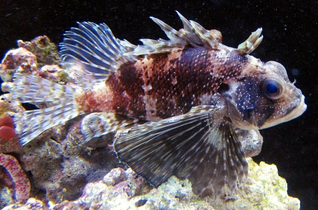  Hawaiian Lionfish