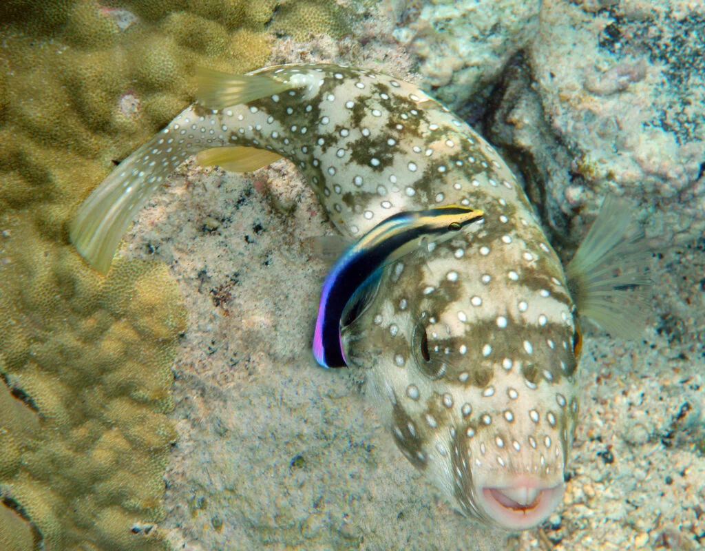 Hawaiian cleaner wrasse