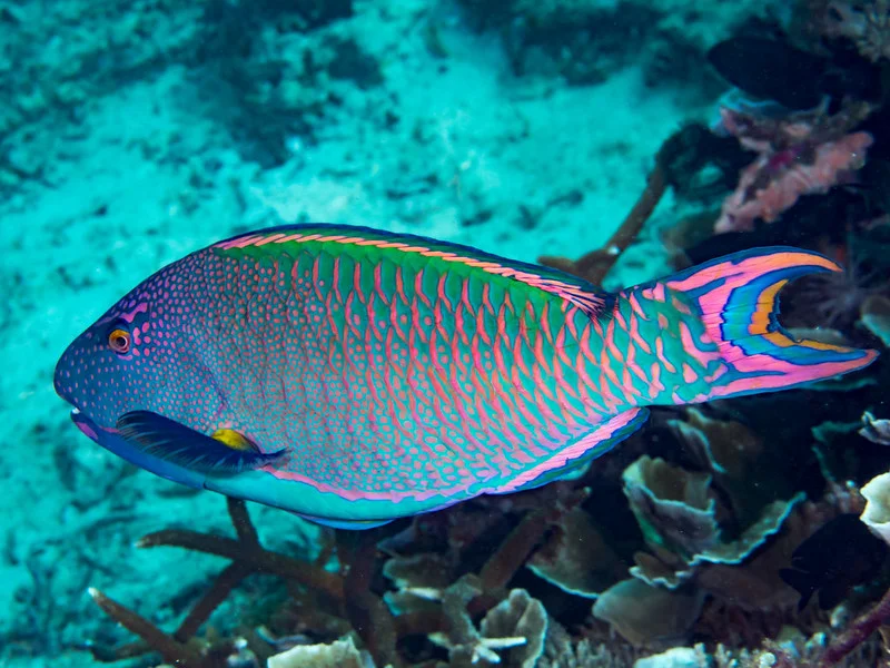 Parrotfish