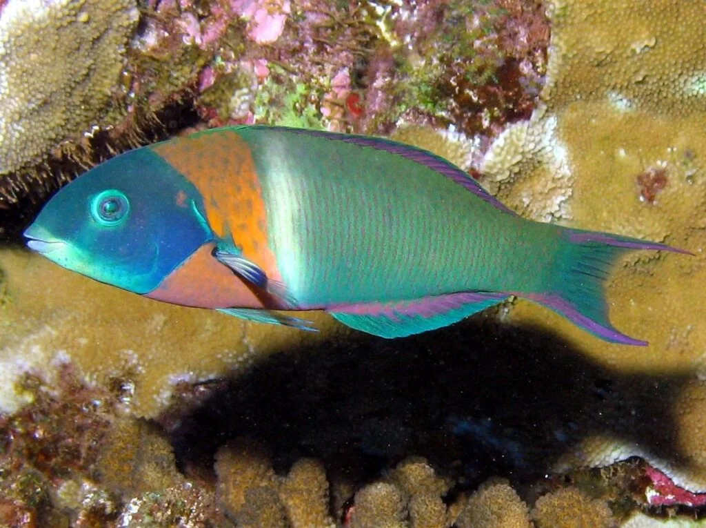 Saddleback wrasse