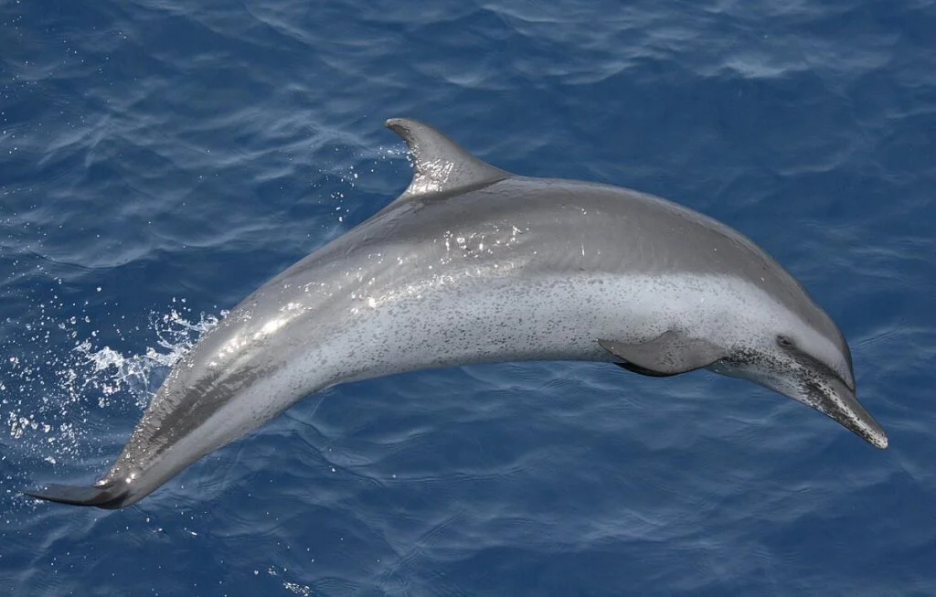 Spotted dolphin