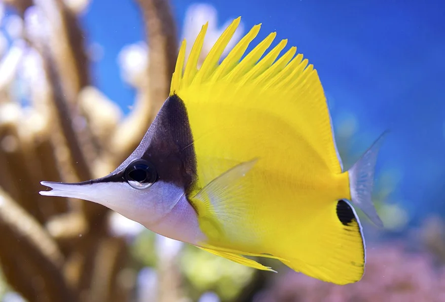 Longnose Butterflyfish