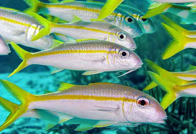 Yellowfin Goatfish