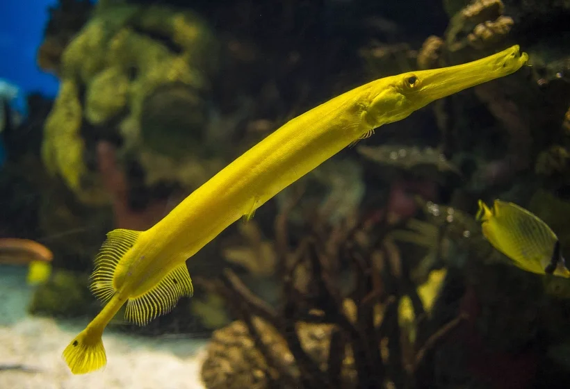 Trumpetfish