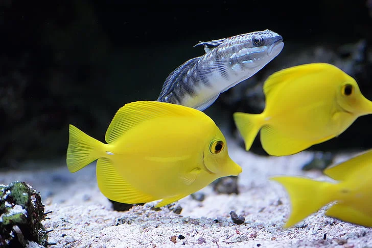 Yellow tang fish